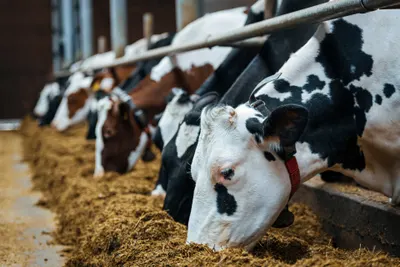 Equine Feed by Hindustan Animal Feeds