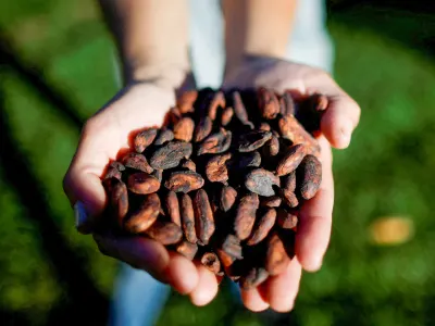 Criollo Cacao Nibs by Uhtco Corporation Gmbh