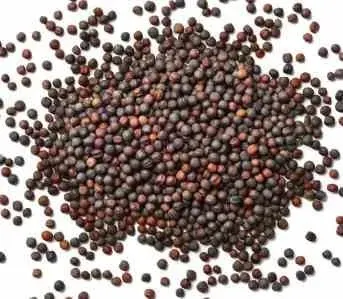 Rapeseed Canola Ppkd by SunGold Oil Factory