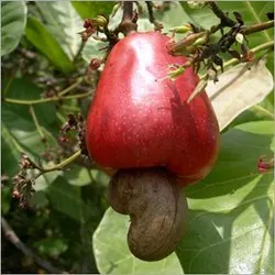 Cashew Kernels by SunGold Oil Factory