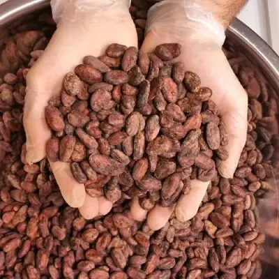 Cocoa Beans 55 by SunGold Oil Factory