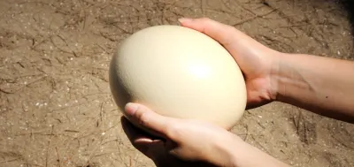 Ostrich Eggs Ovtx by SunGold Oil Factory