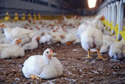 Poultry Meal Pgu9 by SunGold Oil Factory