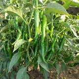 laxmi chillis