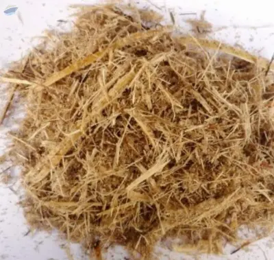 Dried Sugarcane Bagasse
