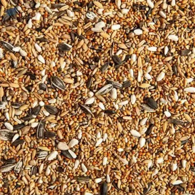 Quail Feed