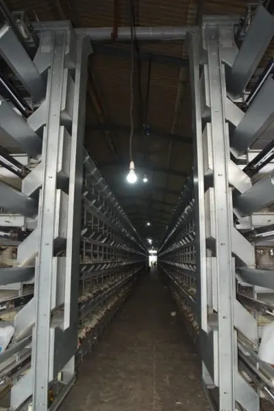 Automatic Feeding System