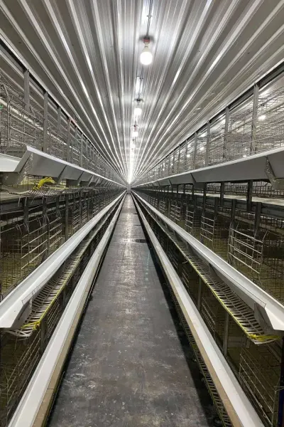 Breeder House by Date of production:july-2021
Colour: red
Region of origin:india
