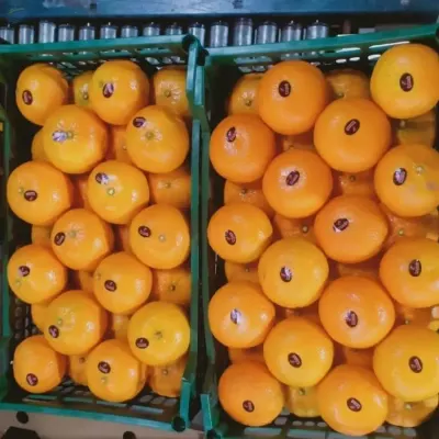 Fresh Murcott Class 1
