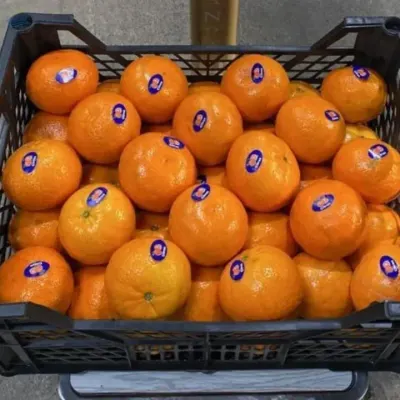Navel Oranges Class 1 by Mercatus Egypt