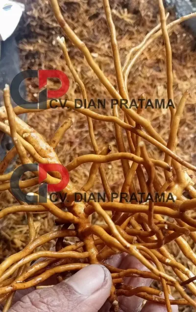 Dao Di Wu Gong  /Helminthostachys zeylanica by CV. Dian Pratama