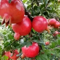 Pomegranate