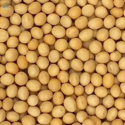 Non MGO Soybeans by Comway Group International