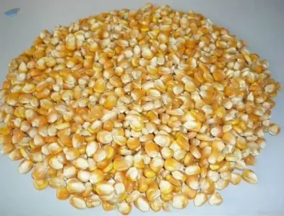 Non- GMO Yellow Maize for Human Consumption by Source Trading Global Group Pty Ltd