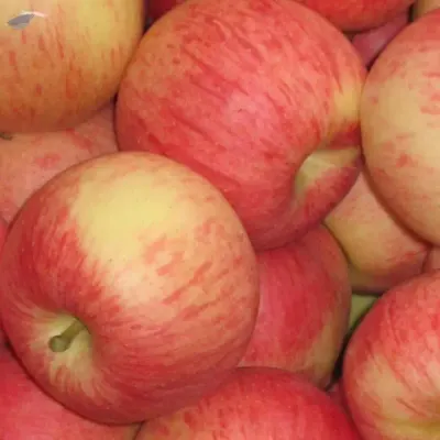 Fresh Apple by Source Trading Global Group Pty Ltd