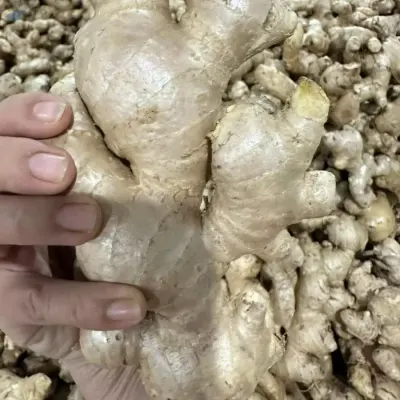 Fresh  Yellow Ginger Vietnam by Mito Group Company Limited