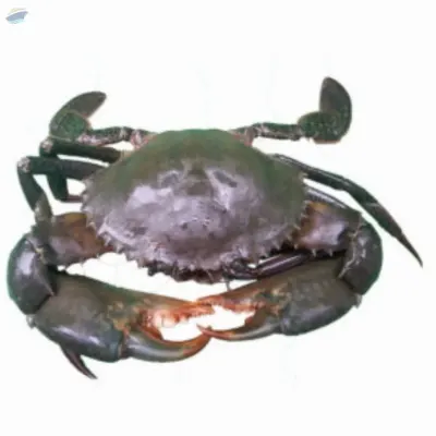 Seafood and Meat