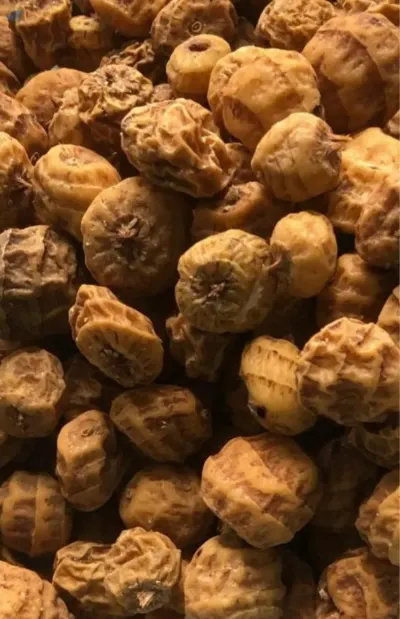 Tiger Nut
