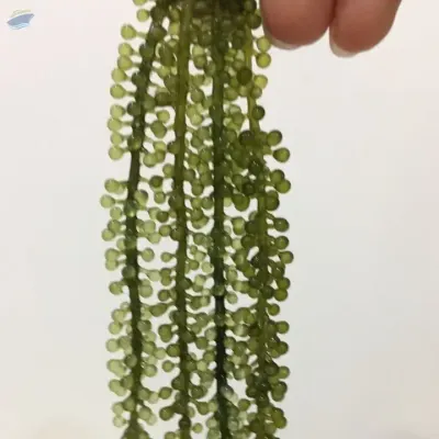 Natural Dehydrated Sea Grapes by VIGI FARM PRODUCTION COMPANY LIMITED