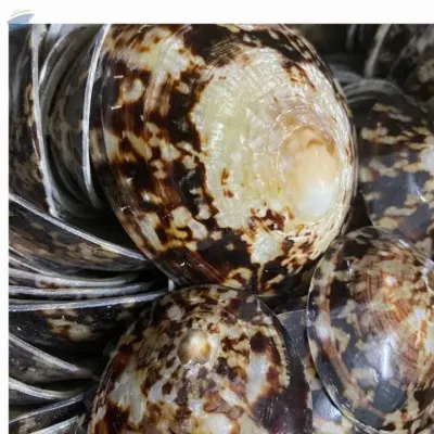 Natural Limpet Shell From Vietnam by VIGI FARM PRODUCTION COMPANY LIMITED