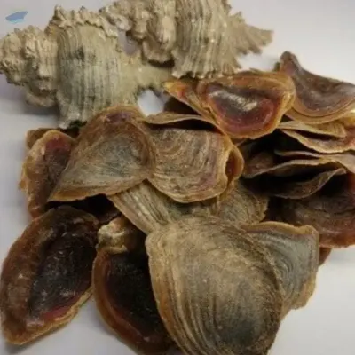 Natural Murex Operculum From Vietnam by VIGI FARM PRODUCTION COMPANY LIMITED