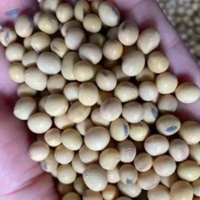 Soybeans by Premierbiz