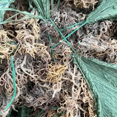 Purple  Dry Seamoss by Blue Lotus Exim Co., Ltd.