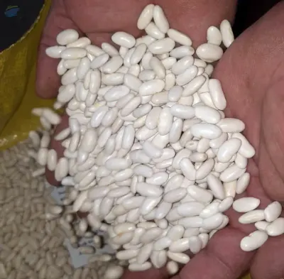 White Beans
