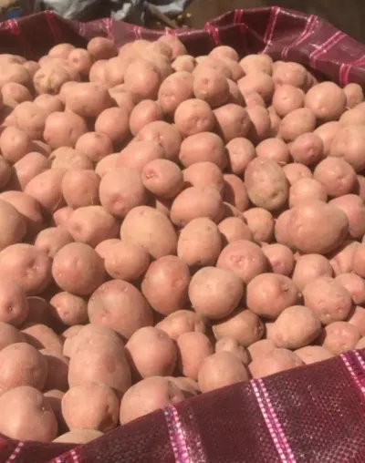 Lady Rosetta Potatoes