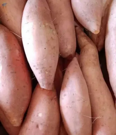 Sweet potatoes Beauregard