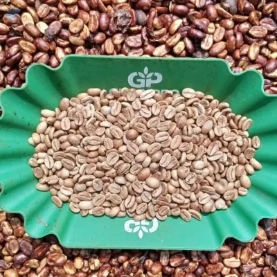 Quality  Green Coffee Beans Arabica and Robusta