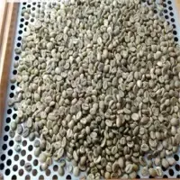 Vietnam Robusta Coffee Bean by 99 Gold Data Processing Trading Company Limited