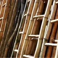 Bamboo Ladder by 99 Gold Data Processing Trading Company Limited