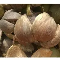Coconut Shell by 99 Gold Data Processing Trading Company Limited