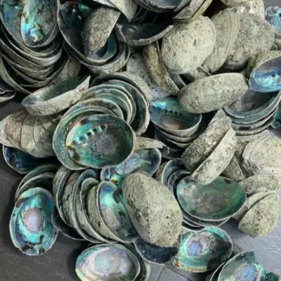 Craft Sea Shells For Home Decoration by 99 Gold Data Processing Trading Company Limited