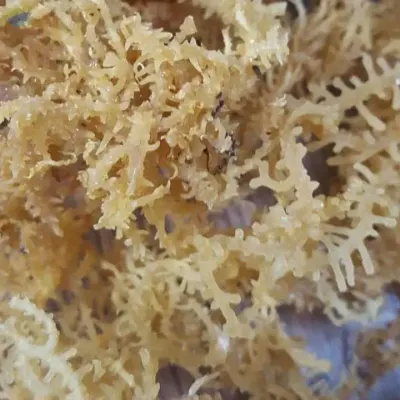 Dried Seaweed by 99 Gold Data Processing Trading Company Limited
