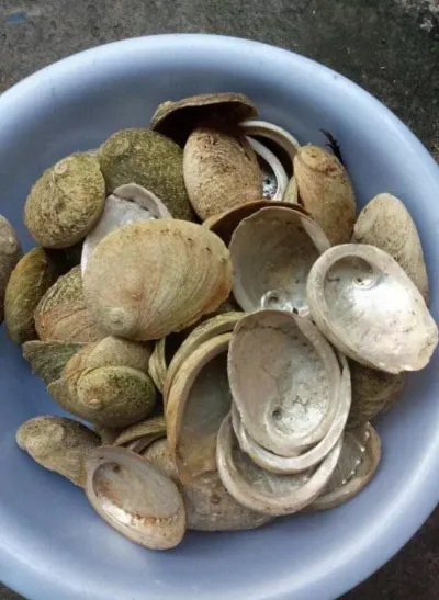 Abalone Shell