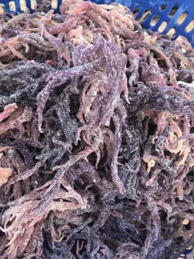 Purple Sea Moss by 99 Gold Data Processing Trading Company Limited