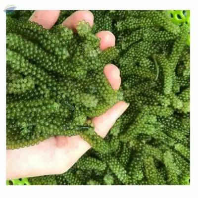 Fresh Sea Grapes by 99 Gold Data Processing Trading Company Limited