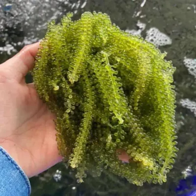 Dried Sea Grapes