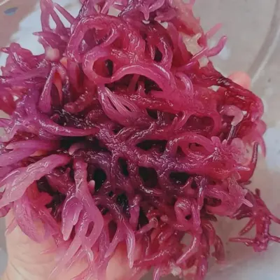 Dried Wildcrafted Seamoss by 99 Gold Data Processing Trading Company Limited