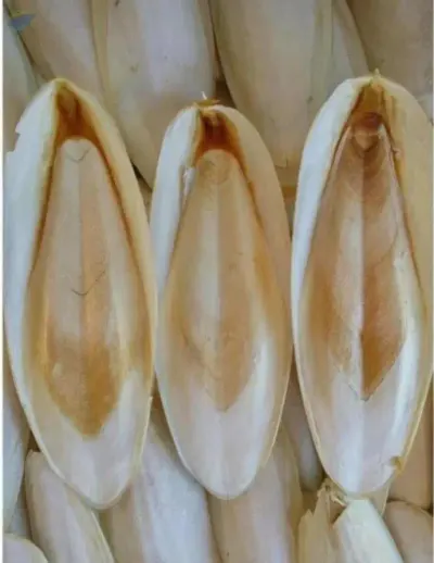 Cuttlefish Bone