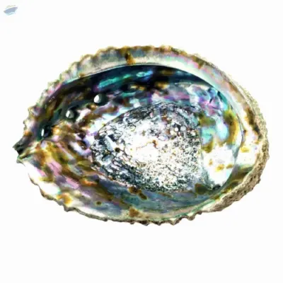 Polished Abalone Shell by 99 Gold Data Processing Trading Company Limited