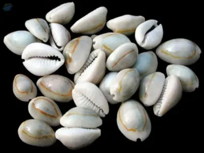 Raw Cowry Seashells by 99 Gold Data Processing Trading Company Limited