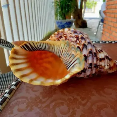 Conch Shells by 99 Gold Data Processing Trading Company Limited