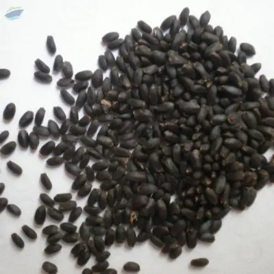 Basil Seed- Dried Sabja Seed Organic by 99 Gold Data Processing Trading Company Limited