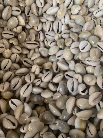 Cowrie Shell by 99 Gold Data Processing Trading Company Limited