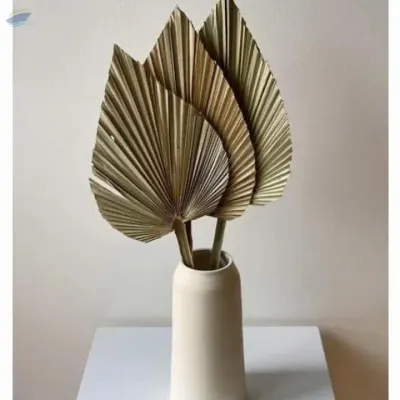 Dried Palm/beauty Palm From Viet Nam by 99 Gold Data Processing Trading Company Limited