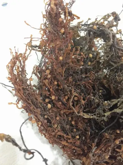 Sargassum by 99 Gold Data Processing Trading Company Limited