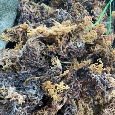 Dried Sea Moss / Irish Sea Moss by 99 Gold Data Processing Trading Company Limited